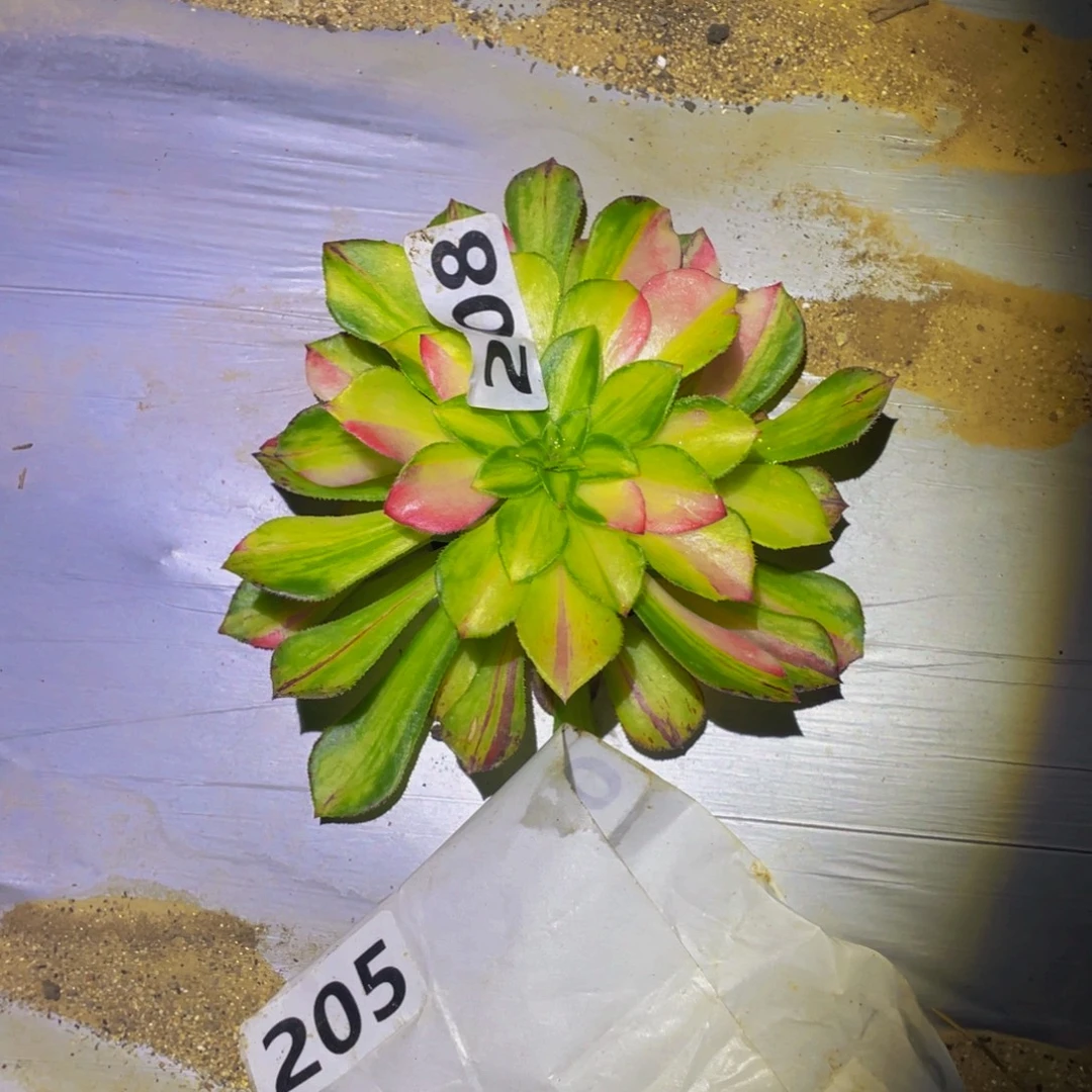 知否多肉多肉植物208