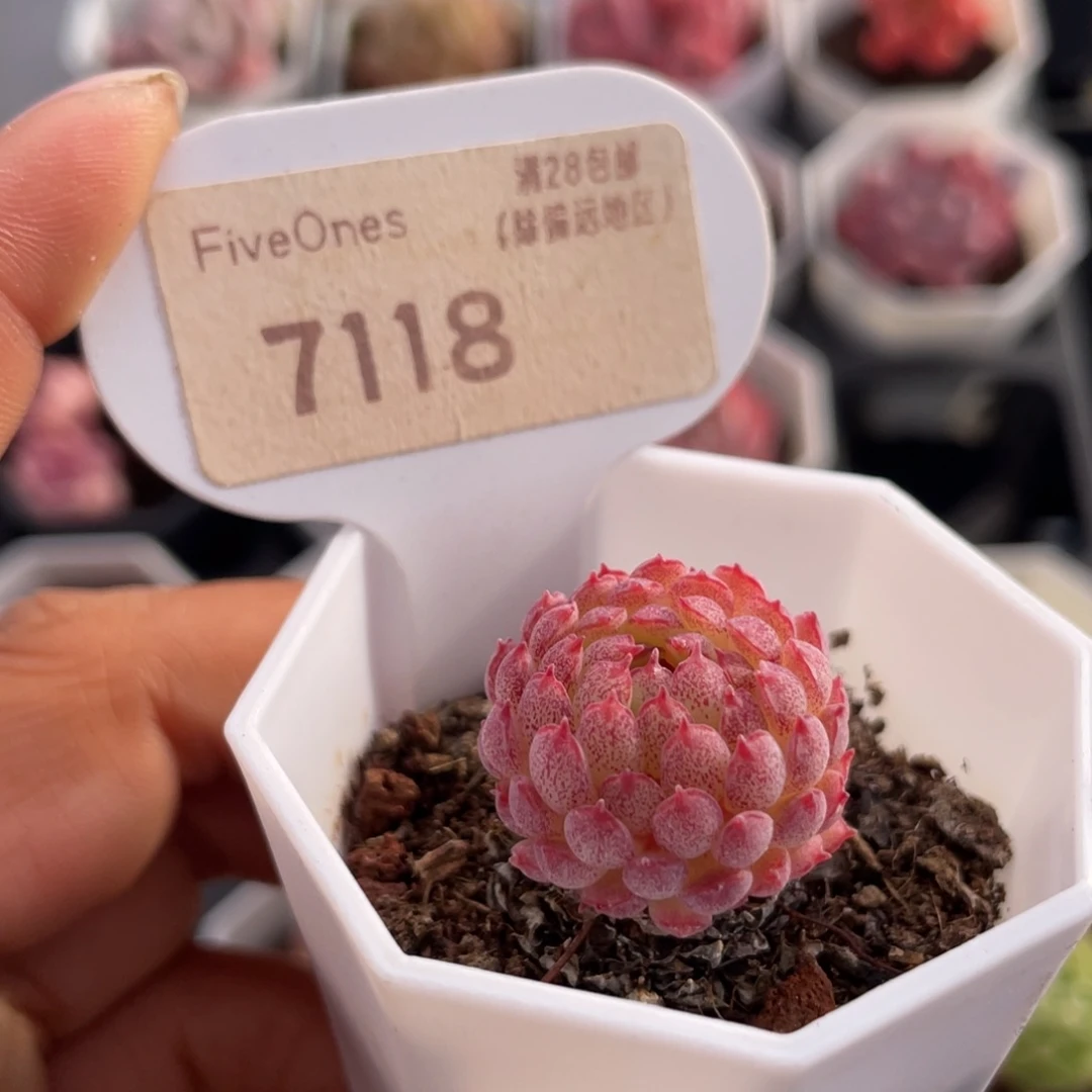 小红衣7118-2.3厘米