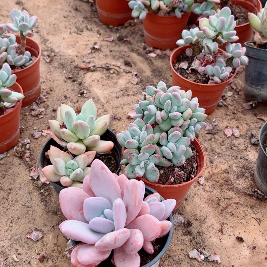 精品多肉稻田姬三日月粉兔