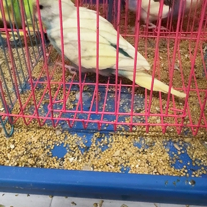 虎皮鹦鹉大头鹦鹉