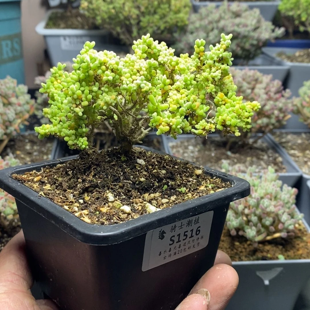 1516小小米枝干番杏