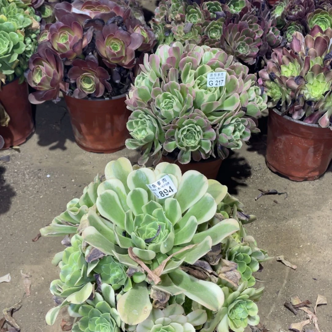 823绿豆多肉法师断枝不包