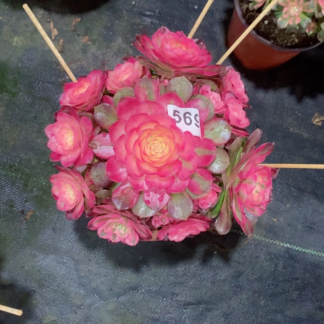 荔枝569多肉20➕冠服