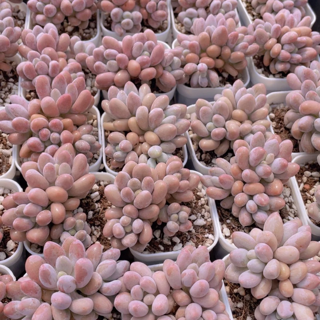 量拍42号 汤圆小群生一个