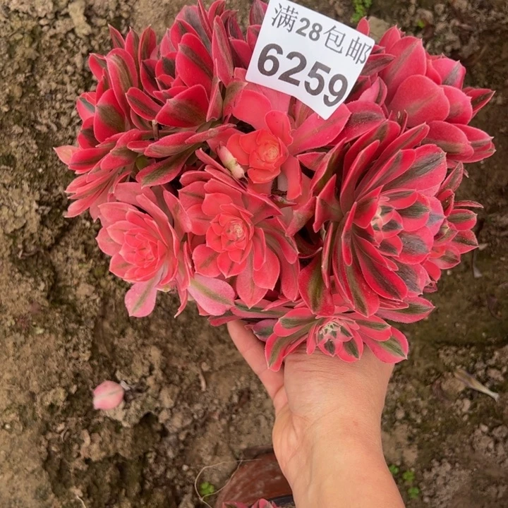 6259女巫多肉植物