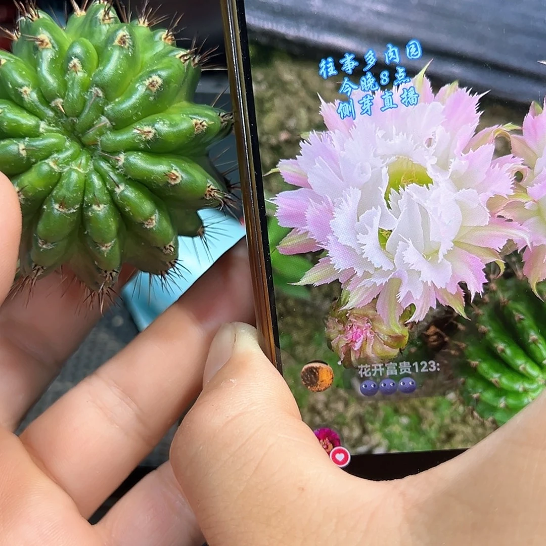 羽毛花瓣丽花属仙人球侧芽一颗