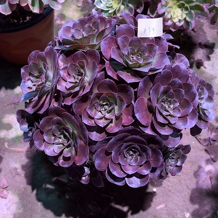 多肉植物魅金玫瑰00659