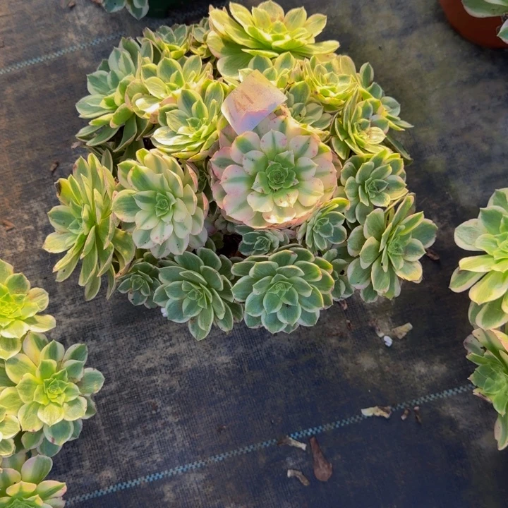 000000000000741新品玉芙蓉