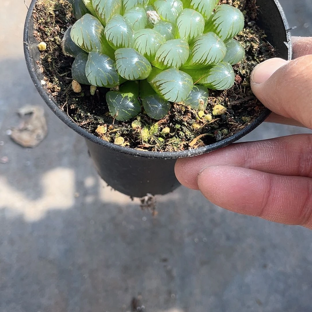 冰灯玉露带盆发货多肉