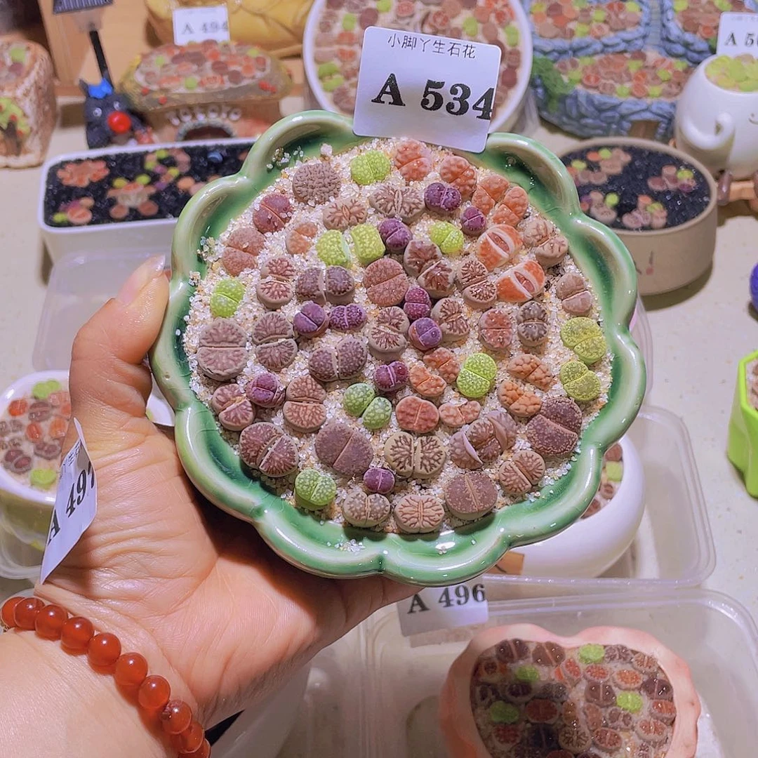 534石生花生石花试试