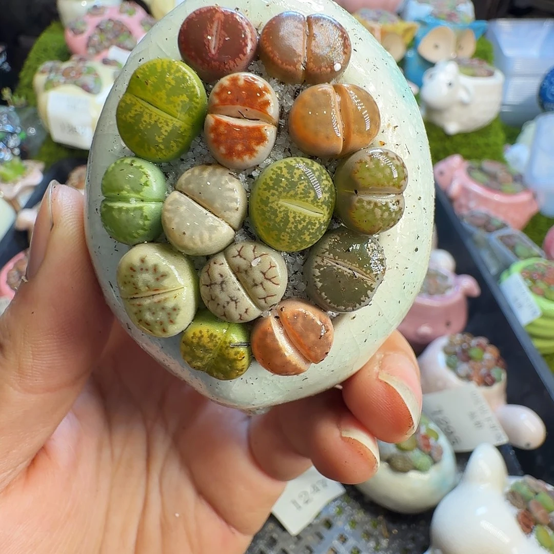 多肉葡萄的味道1302