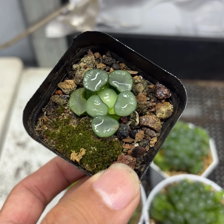 小盘空门万象002号