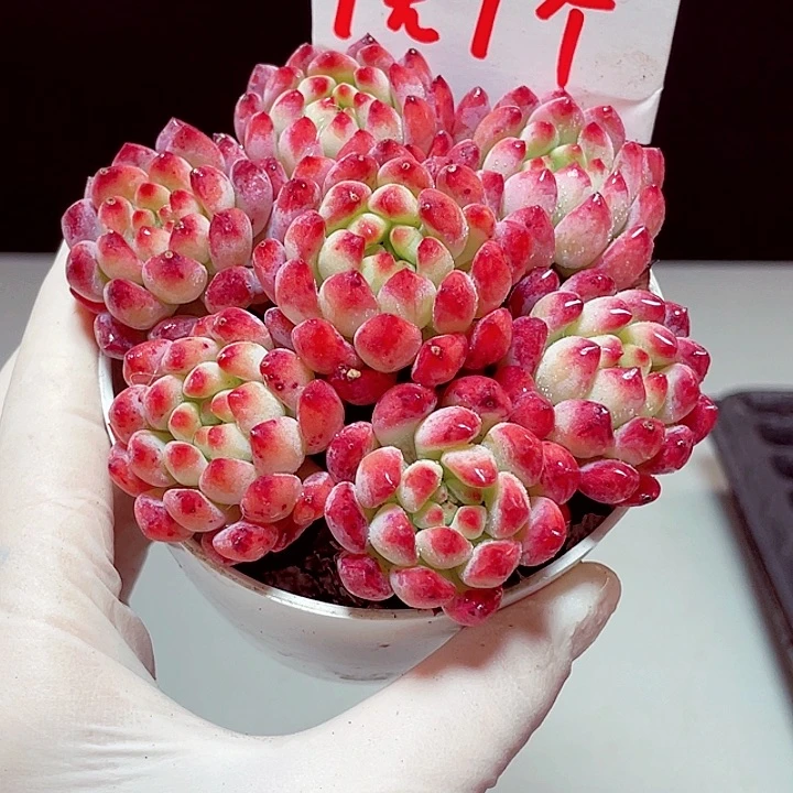 红苹果1颗带土球发货