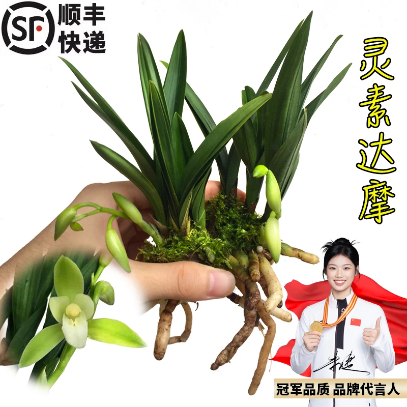 有香味的兰花苗 矮种建兰青叶灵素达摩 夏带花苞出售室内外花卉草