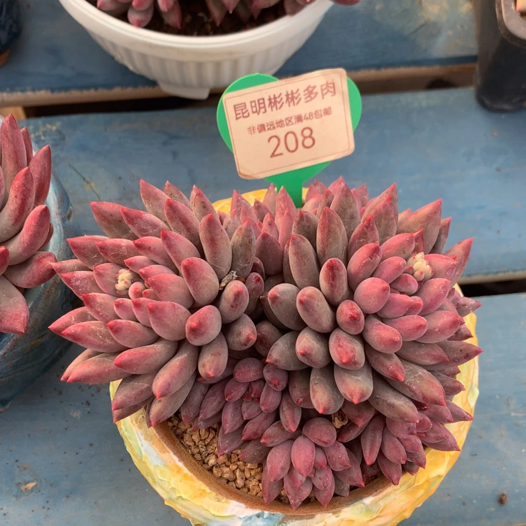 让***。车厘子老桩无砍208