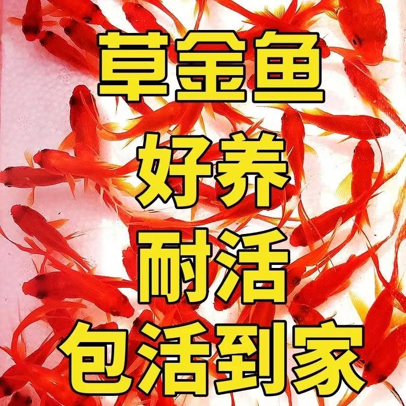 草金鱼冷水观赏鱼好养耐活小鱼苗养不死