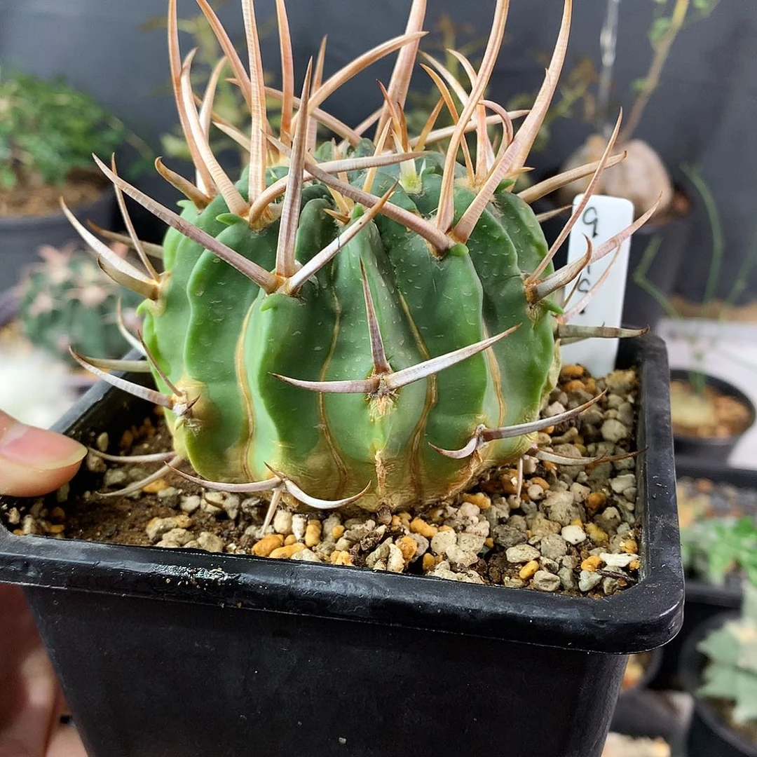 长豪刺日系龙剑丸