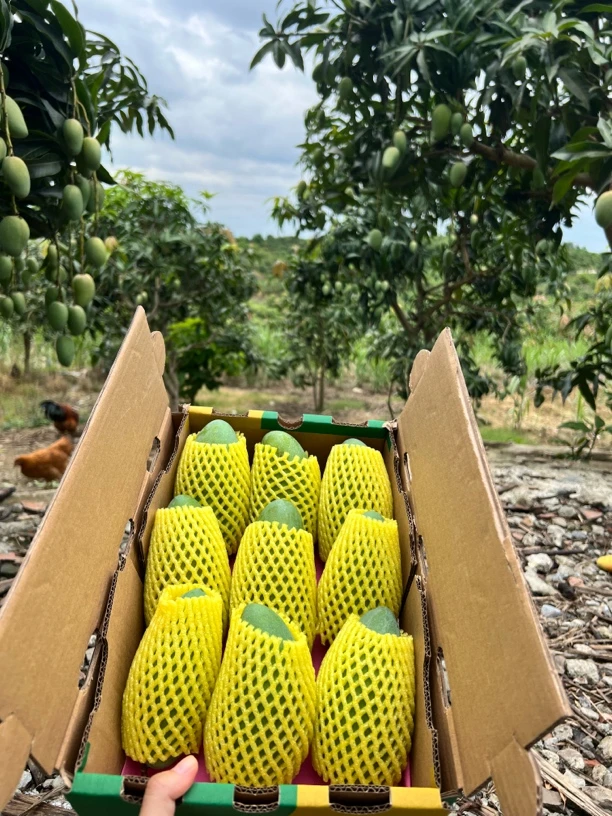 小金煌简装广西百色芒果之乡产地自销自家果园当季鲜果薄核果花皮