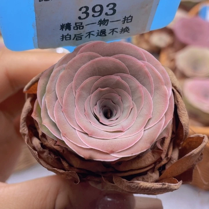 山地玫瑰393裸根发货不售后