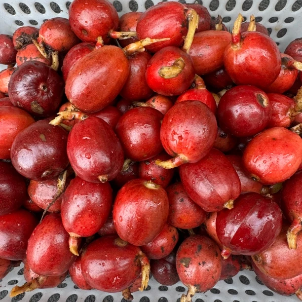 云南腾冲新鲜草果10月现摘生草果高山洼子生态香卤料火锅煲汤食材