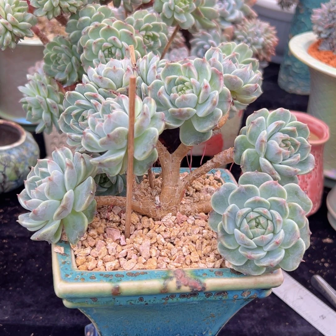 七****呛新年快乐 新年快乐