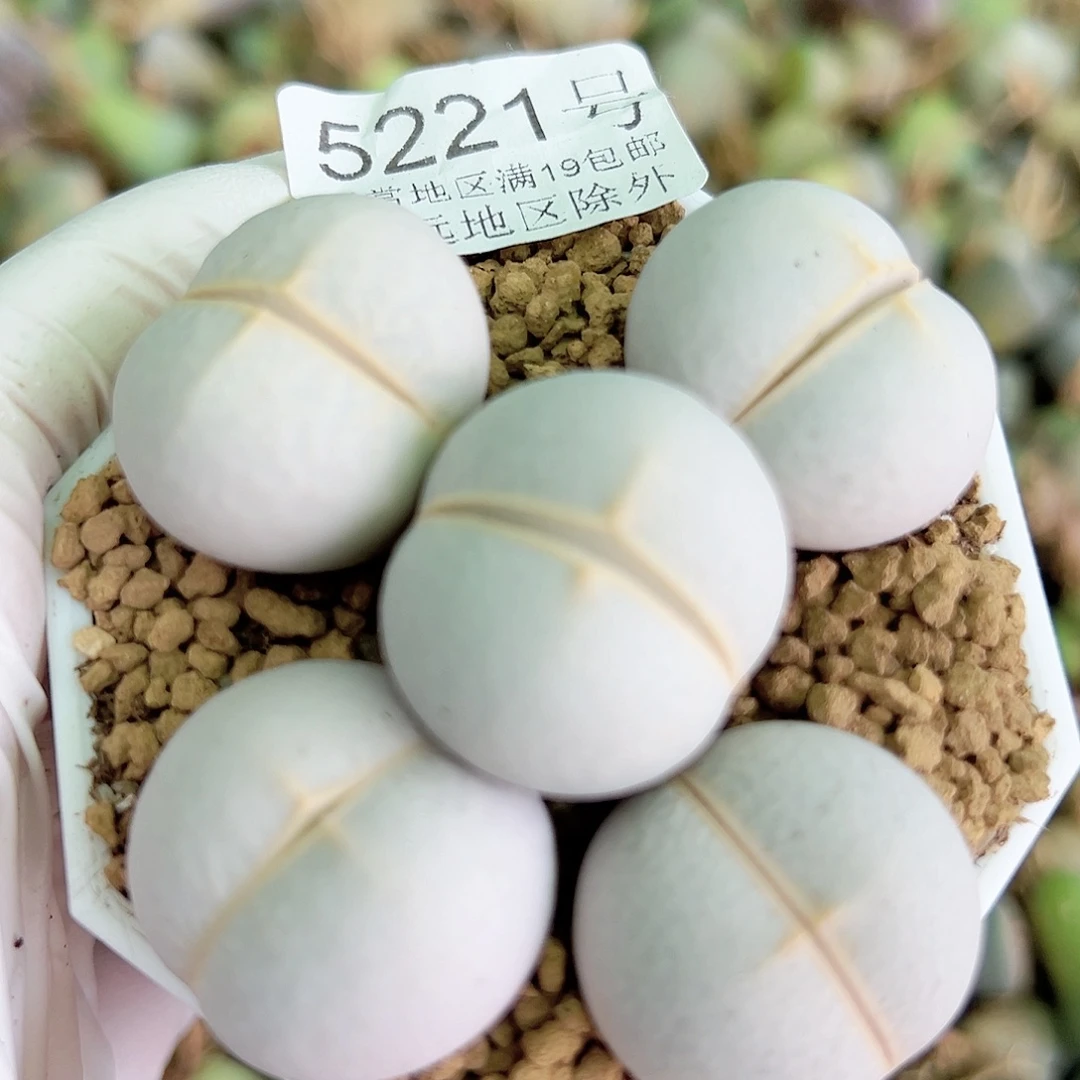 5221 好养易活生石花大母本