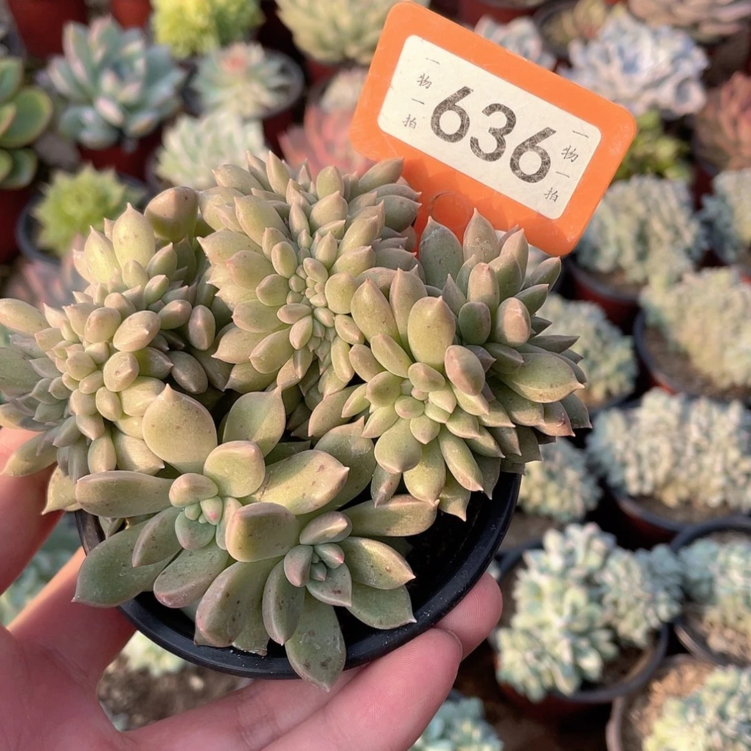 期***？636号杜尔姆和小姐妹