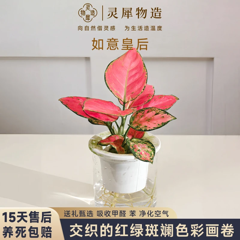 【灵犀物造】水培叶片颜色美观好养吉祥如意桌面园艺绿植盆栽
