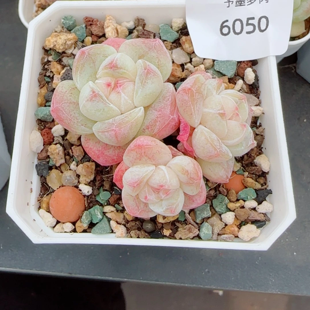 白底冰玉模特，6050多肉植物