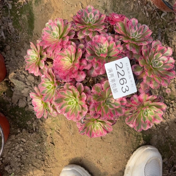 2263红铜的人多肉的