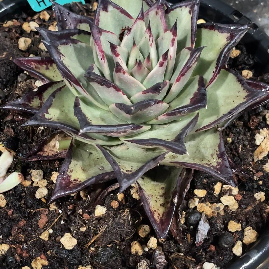 胜***塬多肉植物一组一排排