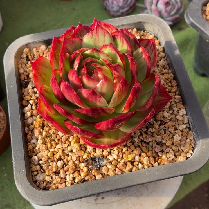 夏****惊鸿仙子多肉植物1200