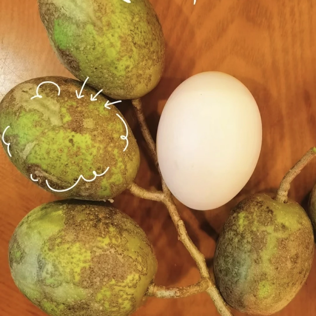 太平洋四季大橄榄好种好养
