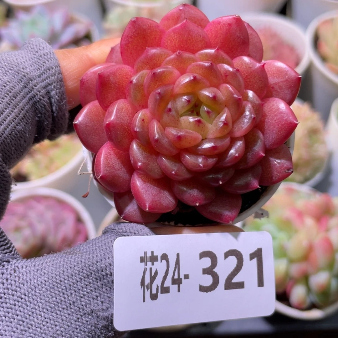 花利美24-321灵翠