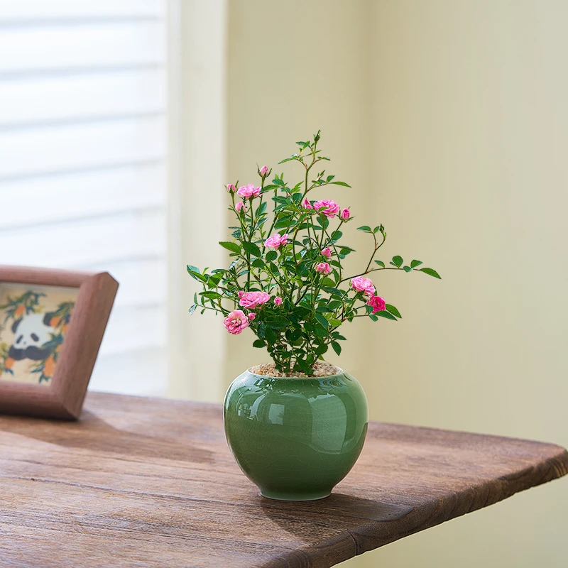 微月季盆栽带花苞须惠姬姬月季玫瑰桌面绿植盆景四季开花好养