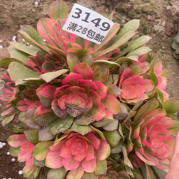 3149一号棚雅典娜A