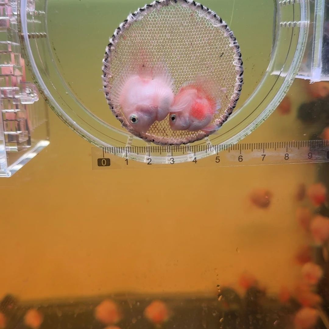 海水鱼胭脂粉一对