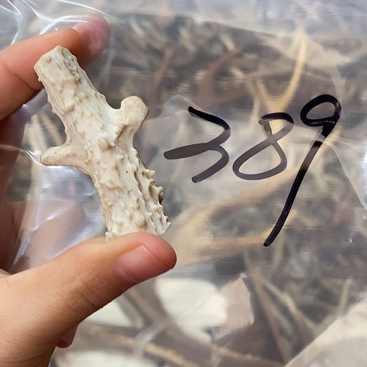 果***果非金属鹿角鹿角鹿角