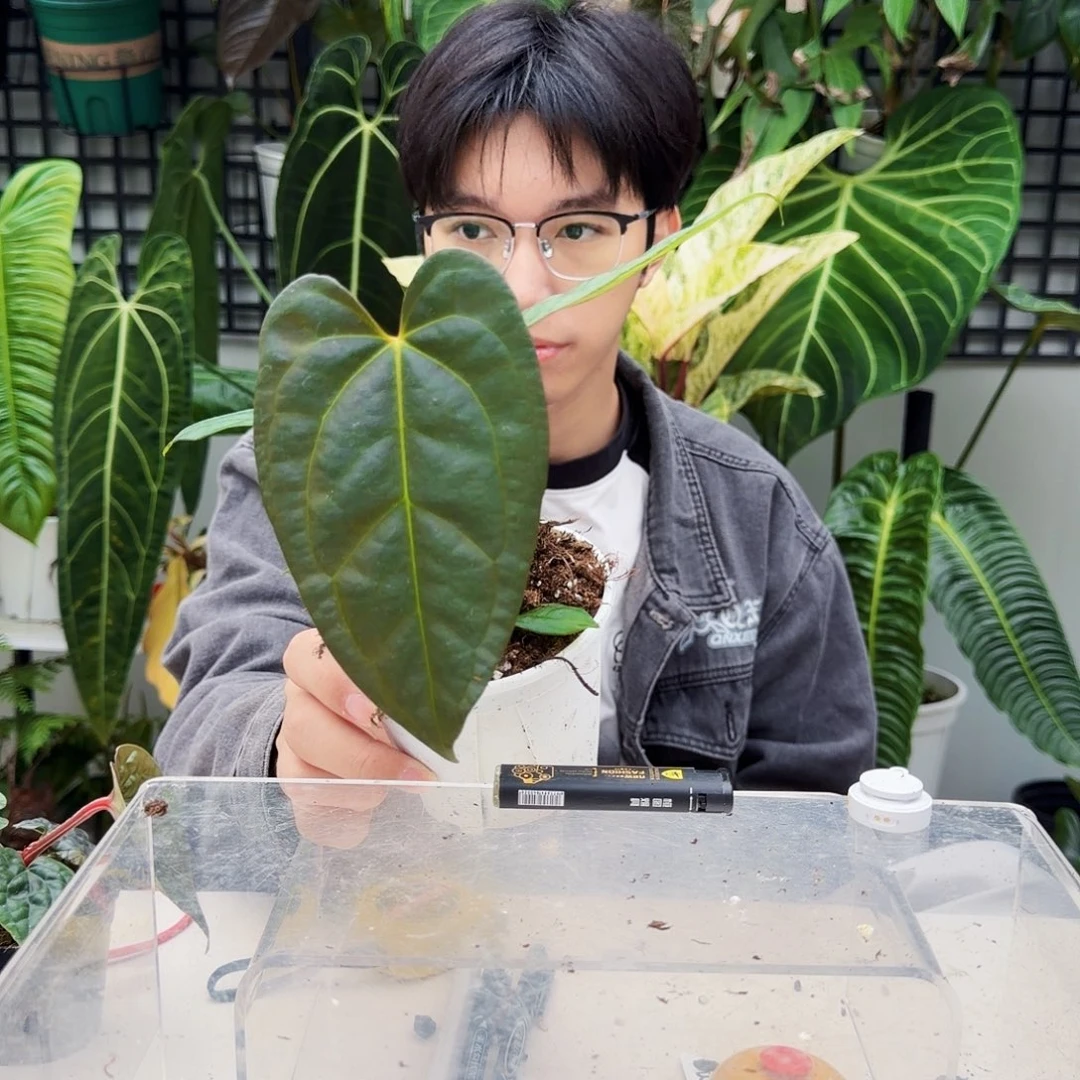 不开花植物T103papi杂