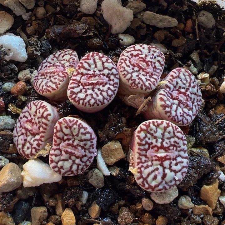 785多肉植物种类多样