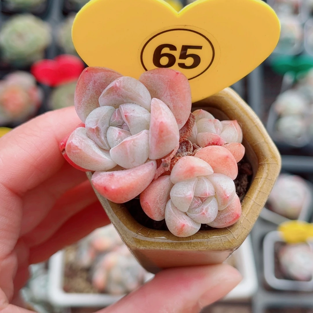 65号小老桩冰玉群