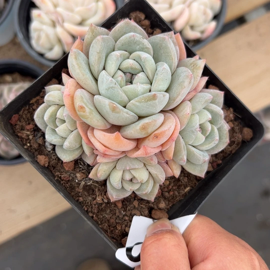 元***饱720多肉植物组合盆栽