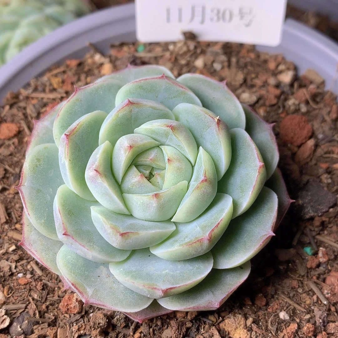 【闪购商品】云215号