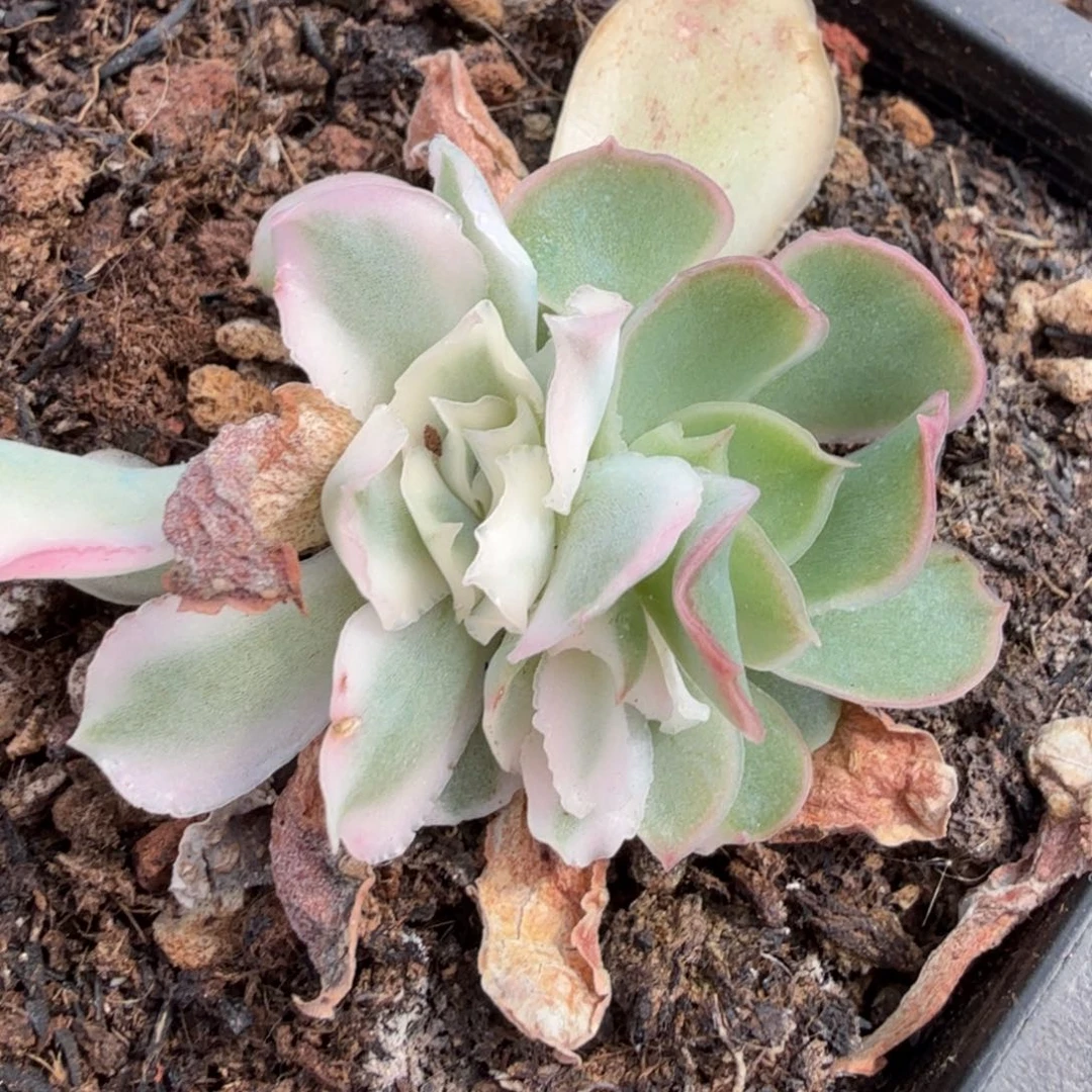 紫蝴蝶锦腹轮锦底座
