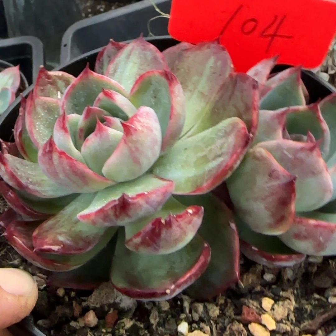 惊鸿一物一拍包装收缩花旱104