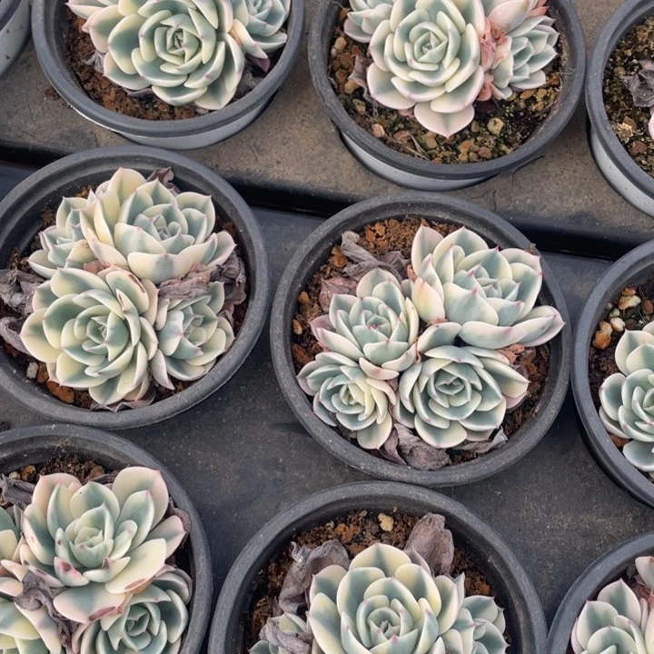 玉碟锦18一盆4头5头888888