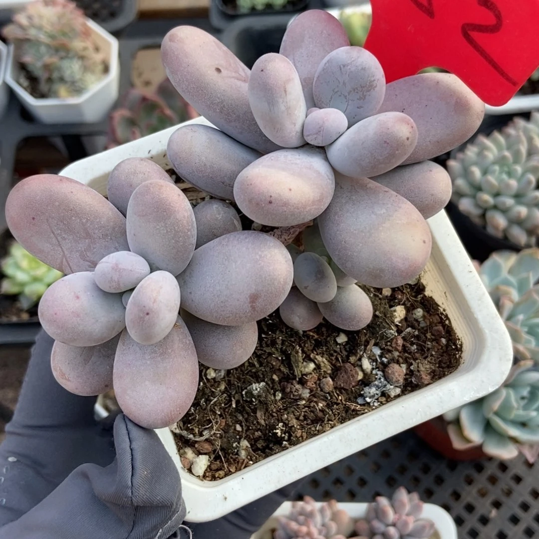 652大叶奶多肉植物