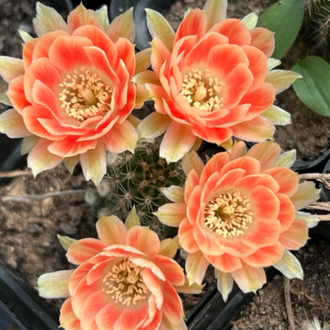 矮胖白檀t809白檀仙人球