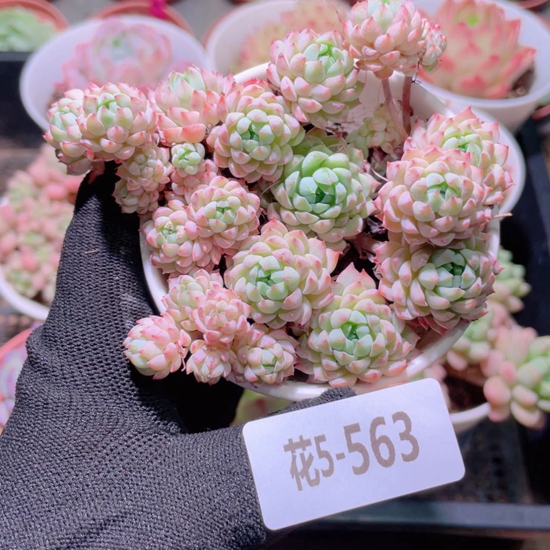 花利美5-563小粉莓