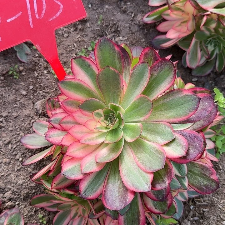 记*4+103黑魔锦寄养秋天的